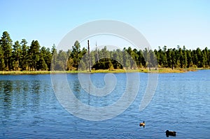 Lake of the woods Arizona With Ducks
