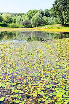 Lake with yellow water lilies