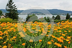 Lake Zuerich Kilchberg photo