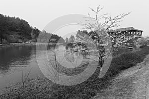 Lakefront sakura black and white image photo