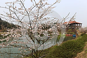 Lakefront sakura photo