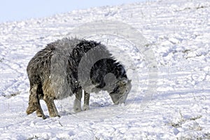 Lakeland Sheep in winter