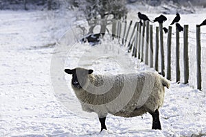 Lakeland Sheep in winter