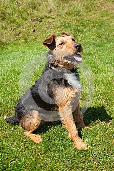 Lakeland Terrier