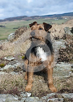 Lakeland Terrier