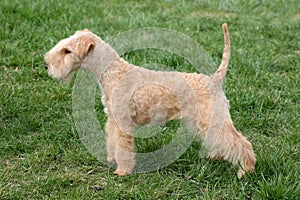 Lakeland terrier