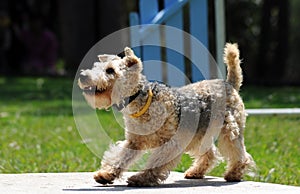 Lakeland Terrier