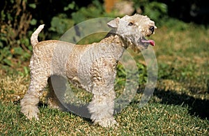 Lakeland Terrier Dog standing on Grass