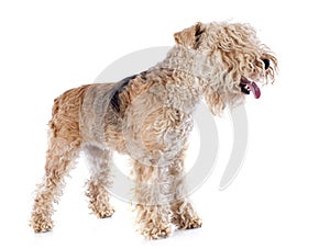 Lakeland terrier photo