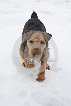 Lakeland Terrier in the snow photo