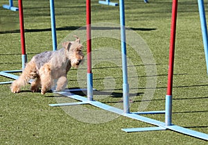 The Lakeland Terrier at training on Dog agility