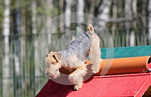 The Lakeland Terrier at training on Dog agility