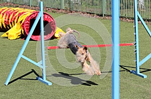 The Lakeland Terrier at training on Dog agility