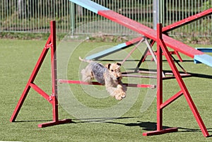 The Lakeland Terrier at training on Dog agility