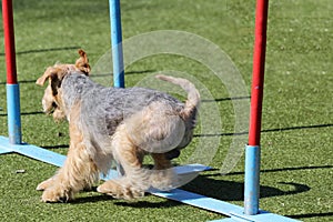 The Lakeland Terrier at training on Dog agility