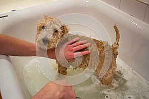 Lakeland Terrier washing in the Bath to clean