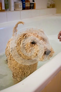 Lakeland Terrier washing in the Bath to clean