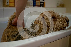 Lakeland Terrier washing in the Bath to clean