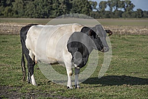 Lakenvelder belted cow