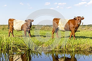 Lakenvelder cows, Dutch Belted cattle, with horns, two red and white livestock walking along the water