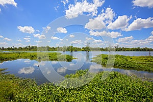 Lakes In Florida Wetlands