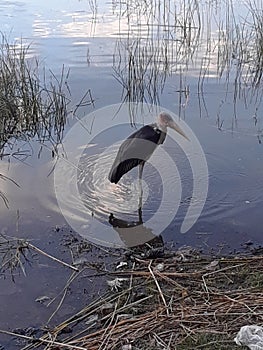 Lakes hawassa water and the bird view