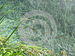 Lakes of the National park Plitvicka Jezera