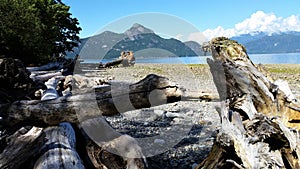 Lakeshore with driftwood on the Olympic Peninsula