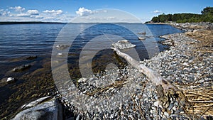 Lakeshore in Finland photo