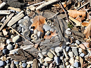 Lakeshore pebble & shell treasures on the beach