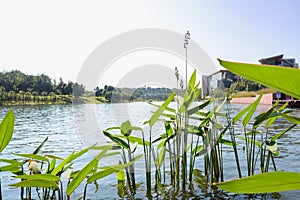 Lakeside aquatic grass at sunny noon