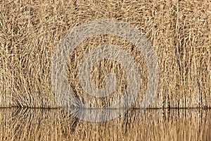 Lakeside autumn reed landscape