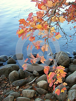 Lakeside foliage