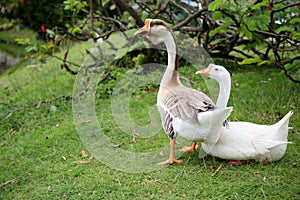 Lakeside goose birds