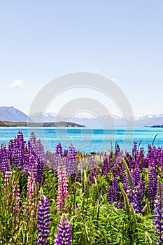 Lakeside landscapes of New Zealand. Lupine fields along the shores of Lake Tekapo