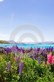 Lakeside landscapes of New Zealand. Lupine fields along the shores of Lake Tekapo, South Island