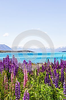 Lakeside landscapes of New Zealand. Lupine fields and snow-capped mountains along the shores of Lake Tekapo