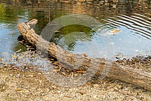 Lakeside log near river or pond fallen from a tree and used for animals to walk on and drink from the water