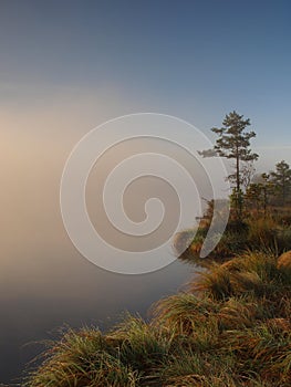 Lakeside in a marsh