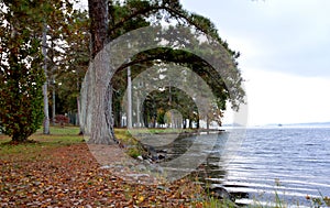 Lakeside at a Park