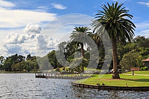 Lakeside park with tall palm trees. Hamilton, New Zealand