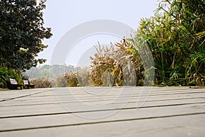 Lakeside planked pavement in sunny spring