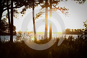 Lakeside plants and pine trees