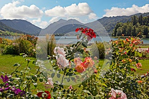 Lakeside promenade schliersee with beautiful blooming rose flowe