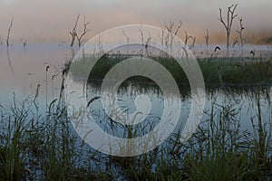 Lakeside Reeds and Drowned Trees