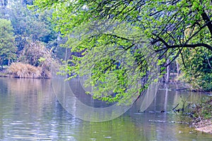 Lakeside tree-Nanchang Mei Lake Scenic Area