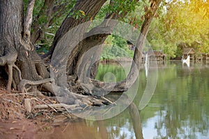 Lakeside trees, calm water, peaceful nature