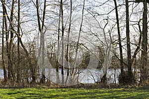 Lakeside Trees View In Height Of Winter Without A Single Leaf