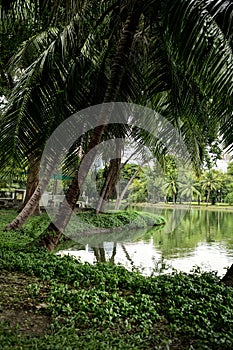 Lakeside view with palm trees in Lumphini Park in B