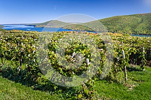 Lakeside Vineyard and Blue Sky